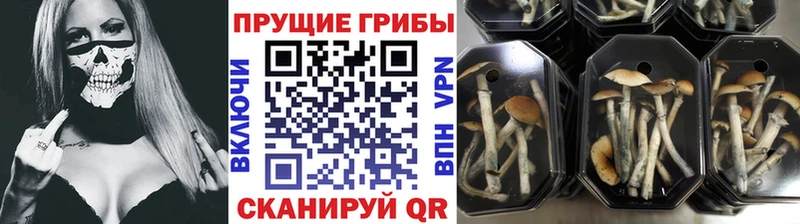 мега онион  Петрозаводск  Галлюциногенные грибы Cubensis 